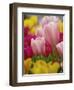 Tulips-Adam Jones-Framed Photographic Print