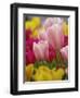 Tulips-Adam Jones-Framed Photographic Print