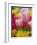 Tulips-Adam Jones-Framed Photographic Print