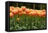 Tulips-Reystleen-Framed Stretched Canvas