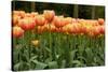 Tulips-Reystleen-Stretched Canvas