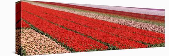 Tulips-rbouwman-Stretched Canvas