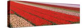 Tulips-rbouwman-Stretched Canvas