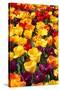 Tulips-oscarcwilliams-Stretched Canvas