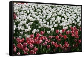 Tulips-Fedorkin-Framed Stretched Canvas