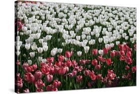 Tulips-Fedorkin-Stretched Canvas