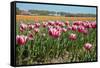 Tulips-kruwt-Framed Stretched Canvas