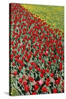 Tulips-Fedorkin-Stretched Canvas