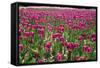 Tulips-Fedorkin-Framed Stretched Canvas