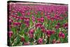 Tulips-Fedorkin-Stretched Canvas