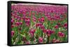 Tulips-Fedorkin-Framed Stretched Canvas