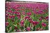 Tulips-Fedorkin-Stretched Canvas