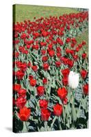 Tulips-Fedorkin-Stretched Canvas