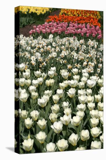 Tulips-Fedorkin-Stretched Canvas