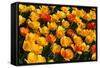 Tulips-Fedorkin-Framed Stretched Canvas