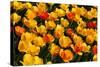 Tulips-Fedorkin-Stretched Canvas