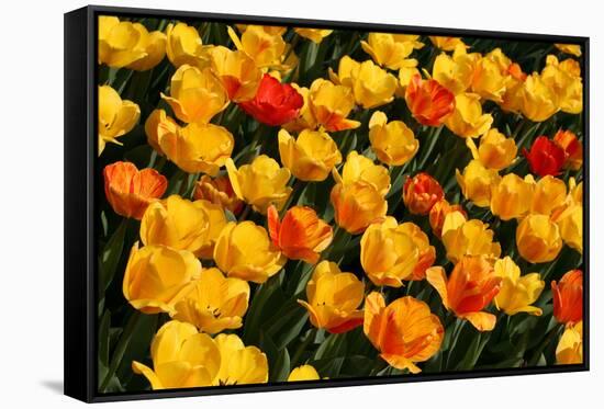 Tulips-Fedorkin-Framed Stretched Canvas