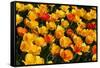 Tulips-Fedorkin-Framed Stretched Canvas