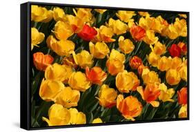 Tulips-Fedorkin-Framed Stretched Canvas