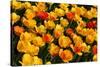 Tulips-Fedorkin-Stretched Canvas