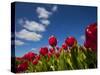 Tulips-rbouwman-Stretched Canvas