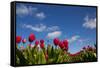 Tulips-rbouwman-Framed Stretched Canvas