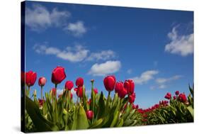 Tulips-rbouwman-Stretched Canvas