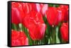 Tulips-oscarcwilliams-Framed Stretched Canvas