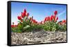 Tulips-Corepics-Framed Stretched Canvas