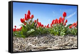 Tulips-Corepics-Framed Stretched Canvas