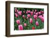 Tulips-Fedorkin-Framed Premium Photographic Print