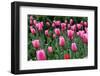 Tulips-Fedorkin-Framed Premium Photographic Print