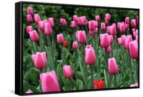 Tulips-Fedorkin-Framed Stretched Canvas