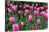 Tulips-Fedorkin-Stretched Canvas