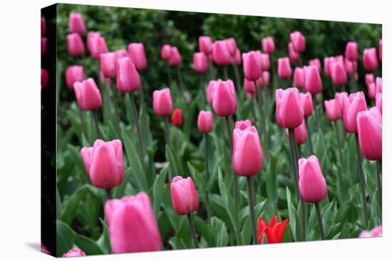 Tulips-Fedorkin-Stretched Canvas