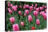 Tulips-Fedorkin-Stretched Canvas