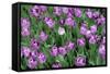 Tulips-Fedorkin-Framed Stretched Canvas