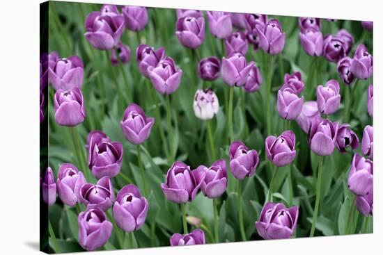 Tulips-Fedorkin-Stretched Canvas