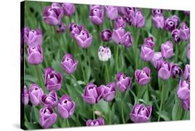 Tulips-Fedorkin-Stretched Canvas