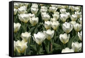 Tulips-Fedorkin-Framed Stretched Canvas