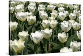 Tulips-Fedorkin-Stretched Canvas