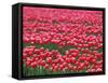 Tulips-WizData-Framed Stretched Canvas