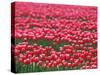 Tulips-WizData-Stretched Canvas