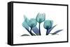 Tulips-Albert Koetsier-Framed Stretched Canvas