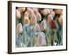 Tulips-Cindy Kassab-Framed Photographic Print