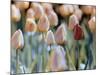 Tulips-Cindy Kassab-Mounted Photographic Print