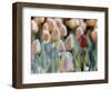 Tulips-Cindy Kassab-Framed Photographic Print