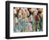 Tulips-Cindy Kassab-Framed Photographic Print