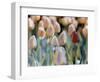 Tulips-Cindy Kassab-Framed Photographic Print