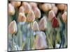 Tulips-Cindy Kassab-Mounted Photographic Print